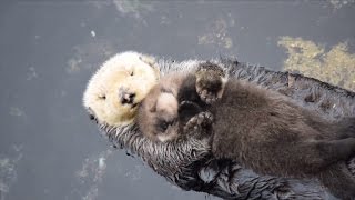 Newborn Sea Otter Pup Snuggles Up With Mom While Floating [upl. by Nevlin]