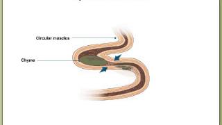 Peristalsis and Segmentation [upl. by Geraud]