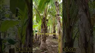 clearing of banana plantation subscribe bananaplantation viralvideo shorts latest [upl. by Gib]