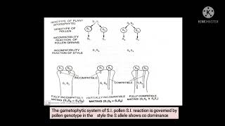 Multiple allelism self incompatibility in plants [upl. by Ittak]