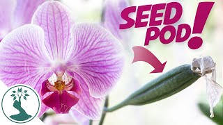 How To Hand Pollinate Phalaenopsis Orchids  Growing Orchids From Seeds at Home [upl. by Llehcor]