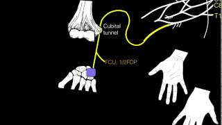 Innervation of forearm and hand muscles [upl. by Rufina]