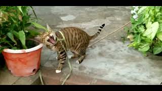 Female Toyger Cat Roars Like A Tiger [upl. by Drexler173]