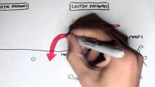 Immunology  Innate Immunity Complement System Overview [upl. by Storer991]