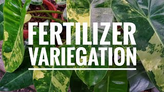 Fertilizer for Variegation ENG SUB [upl. by Ianthe]