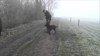 Just a curly coated retriever [upl. by Eidnar]