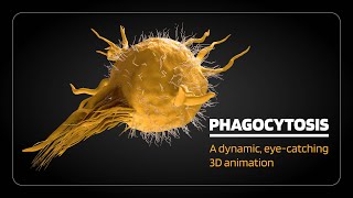 Phagocytosis opsonization margination rolling adhesion diapedesis [upl. by Allisurd]