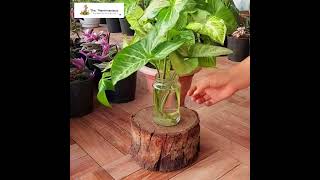 The Plantmaniacs Syngonium Podophyllum plant video [upl. by Oicnecserc]