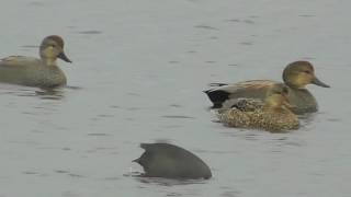 Gadwall Courtship Displays [upl. by Merrile528]