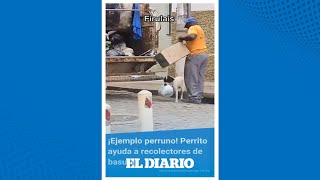 ¡Empleo canino Perrito ayuda a recolectores de basura con su labor Shorts  El Diario [upl. by Atig]