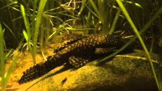 Bristlenose Pleco Ancistrus [upl. by Bristow]