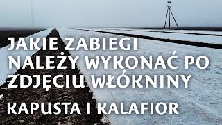 Kapusta i kalafior  jakie zabiegi po zdjęciu włókniny [upl. by Humphrey]