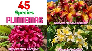 🔴45 PLUMERIA Species｜Best PLUMERIA Varieties with Identification from A to Z [upl. by Manwell]