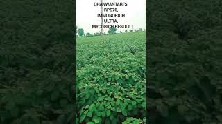 Soyabean crop  healthy soybean crop  weed free soybean  cropcare shorts youtubeshorts RPS76 [upl. by Estell]