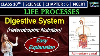 Modes of Nutrition  Life Process  Class 10 Science Biology Chapter 6  Class 10 Biology [upl. by Coridon]