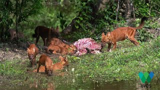 ครอบครัวหมาในกับซากกวางป่า A pack of dhole enjoy feeding on their kill [upl. by Maleeny491]