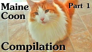 Maine Coon Compilation  Part 1 of Maine Coon Cats doing Maine Coon things [upl. by Liatris]