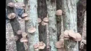 Video How to grow shiitake mushrooms at home [upl. by Graig]