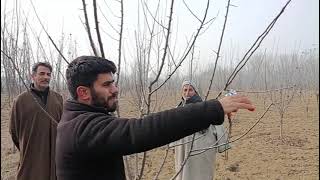 Shaping of Seedling Rooted Plant  Pruning [upl. by Talyah]