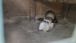 Брачные танцы хорьков🦦💕 mating dances of ferrets  ferret mating [upl. by Eradis317]