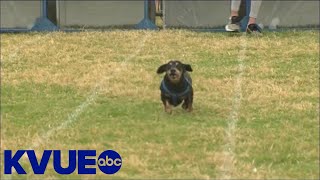 26th annual Wiener Dog Race held in Buda  KVUE [upl. by Tterraj]