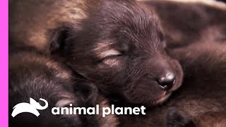 Keeshond Pup Makes Friends In The Farm  Too Cute [upl. by Anihc]