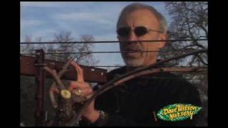 How To Prune Grapes Cane Type [upl. by Lorrie]