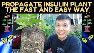 🔴 PROPAGATE INSULIN PLANT THE FAST AND EASY WAY [upl. by Noryk]