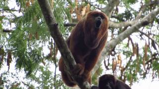 Ronco do Bugio Alouatta guariba clamitans [upl. by Kippie945]