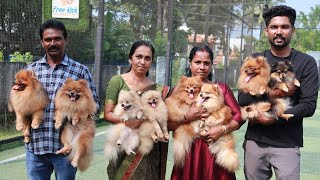 കുറഞ്ഞ വിലയിൽ Pomeranian നായക്കുട്ടികളെ എല്ലാവർക്കും നൽകുന്നു Low price puppySpitzToy Breed dogs [upl. by Tildie]