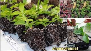 サフィニア挿し芽から植え替えまで❕３パターン🌺Petunia Surfinia Propagate from Cuttings❕ [upl. by Ydor]