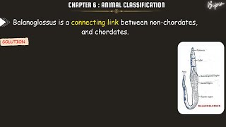 Balanoglossus is a connecting link between nonchordates and chordates [upl. by Sunny]