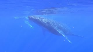 Observation des baleines à bosse à la Réunion en snorkelling [upl. by Betsey]