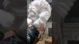 jacobin pigeon  fancy pigeon breeds shorts viralvideo [upl. by Nedyarb337]