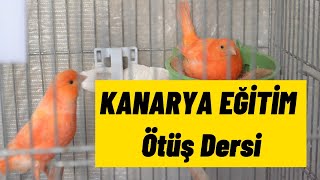 KANARYA SESİ ÖTÜŞ EĞİTİM  Ötüş eğitimi cd  Ötüş Dersi YAVRU KANARYA ÖTÜŞ DERSİ [upl. by Asiek571]