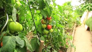 Growing Tomatoes with Mycorrhizal Fungi [upl. by Sayette]