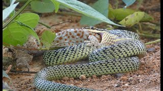 Golden Tree Snake eating a Tokeh gecko in northeastern Thailand [upl. by Aneeres936]