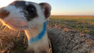 Black footed ferrets in Conata Basin Sept 2023 [upl. by Imuyam]