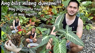 SOBRANG BILIS NILANG DUMAMI  MAG PROPAGATE AT MAG REPOT TAYO NG CALADIUM LINDENII  BECHOY VLOG [upl. by Jedidiah647]