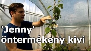 Actinidia deliciosa Jenny  Előnevelt öntermékeny kivi [upl. by Gayelord824]