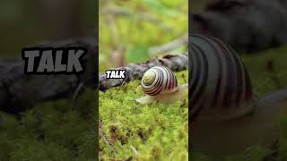 Mind Blowing Facts About Snails didyouknow facts shorts animals [upl. by Yelsek344]