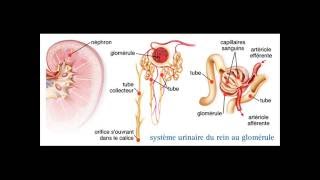 PHYSIOLOGIE RENALE  Processus rénaux fondamentaux • Filtration • Sécrétion • Réabsorption [upl. by Rihaz]