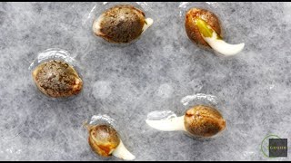 Cannabis Seed Germination Tutorial Mel Frank amp Derek Gilman  Ganjier [upl. by Noach513]