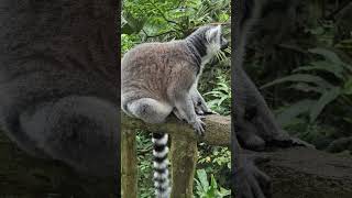 I was just a foot away  Ring Tailed Lemur Singapore [upl. by Johnette]