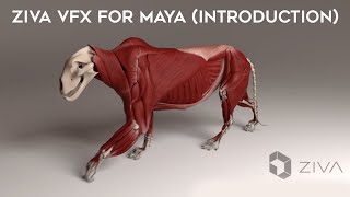 Introduction to ZIVA VFX for Maya  Puppeteer Lounge Training Workshop  3D Rigging Tutorial [upl. by Thury8]