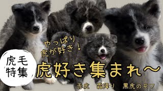 【秋田犬】秋田犬の虎毛の子特集！虎好きさん集まれ〜！ [upl. by Lemahs]