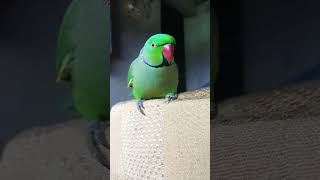 Parrot talking mera beta viralvideo popular cute parrot talkingparrot 😊💜 [upl. by Auberbach]