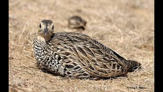 Wild Teetar Bird Calling Sound 🤑 Grey Francolin Singing😎Indian Birds Watching [upl. by Nisior]