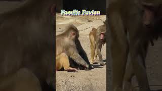 Familie Pavian Zoologische Woche Das Verhalten der Paviane 🐒El Comportamiento de los babuinos 🐵 [upl. by Sirromad920]