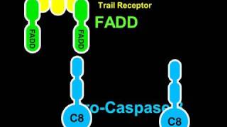 Apoptosis and Caspase8 Rate My Science [upl. by Katzen]